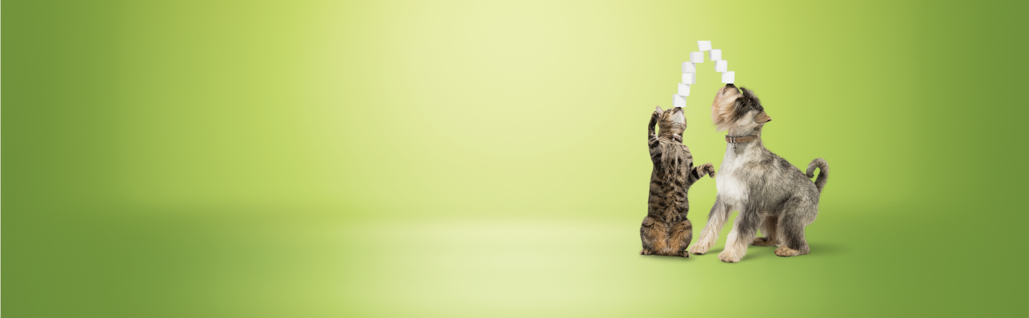 Dog and cat balancing sugar cubes on their noses
